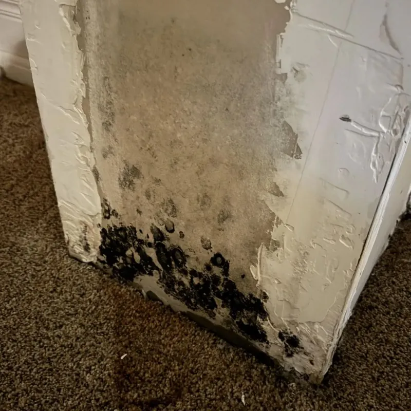Professional Mold Removal in Sealy, TX